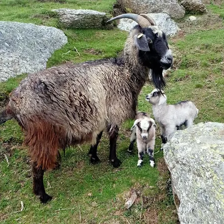 Monvisorelax * Ostana